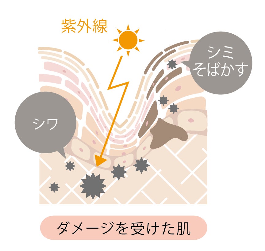 紫外線が表皮に届くと、肌組織を守る色素によってシミ・そばかすが発生。真皮までダメージを受けると肌の弾力が失われ、シワの原因に