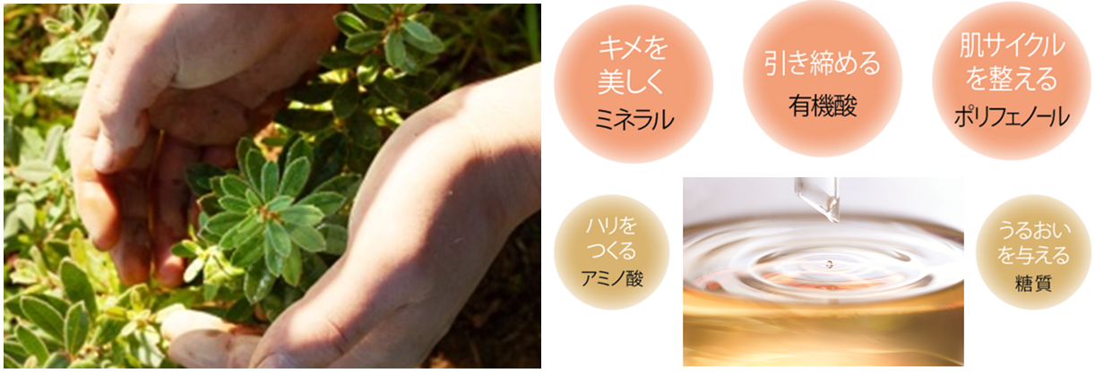 紫外線を浴びたダメージ肌にうるおい・ツヤ・透明感をチャージ