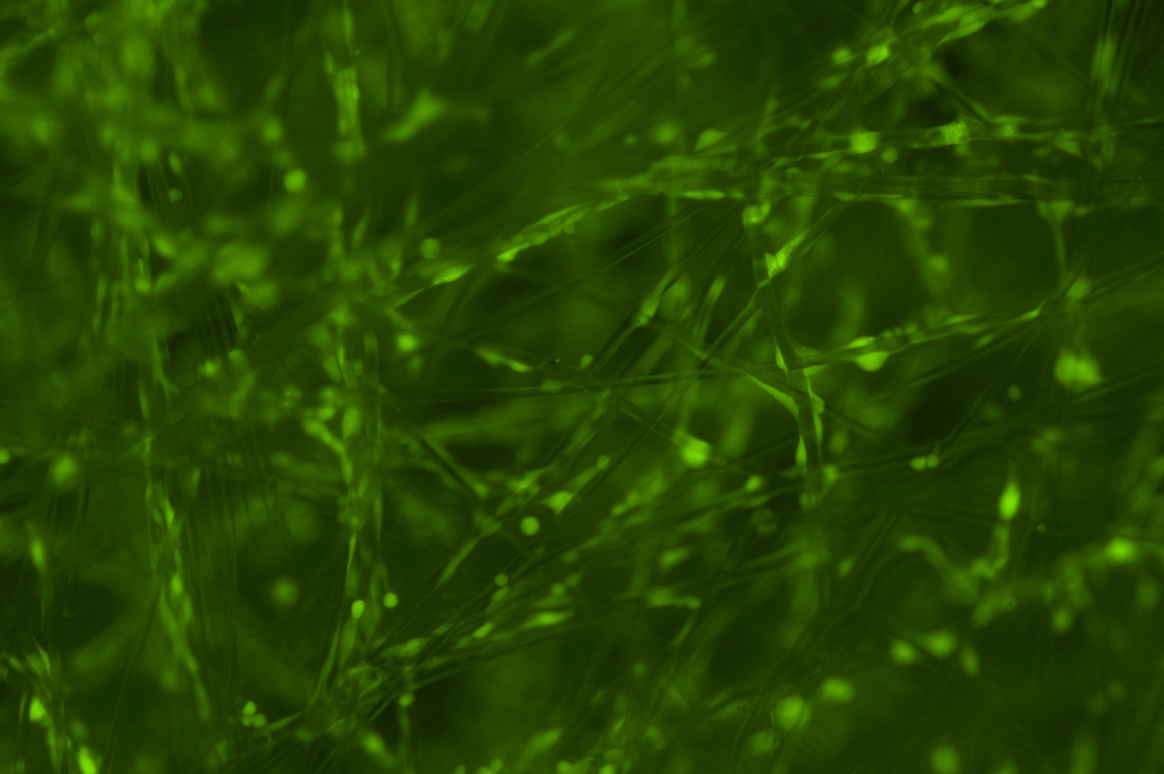 「ecellba」での培養細胞の光学顕微鏡画像