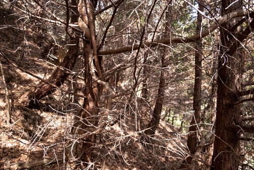 荒れた施業放置林