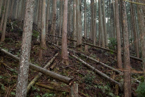林地残材(伐り捨て間伐材)