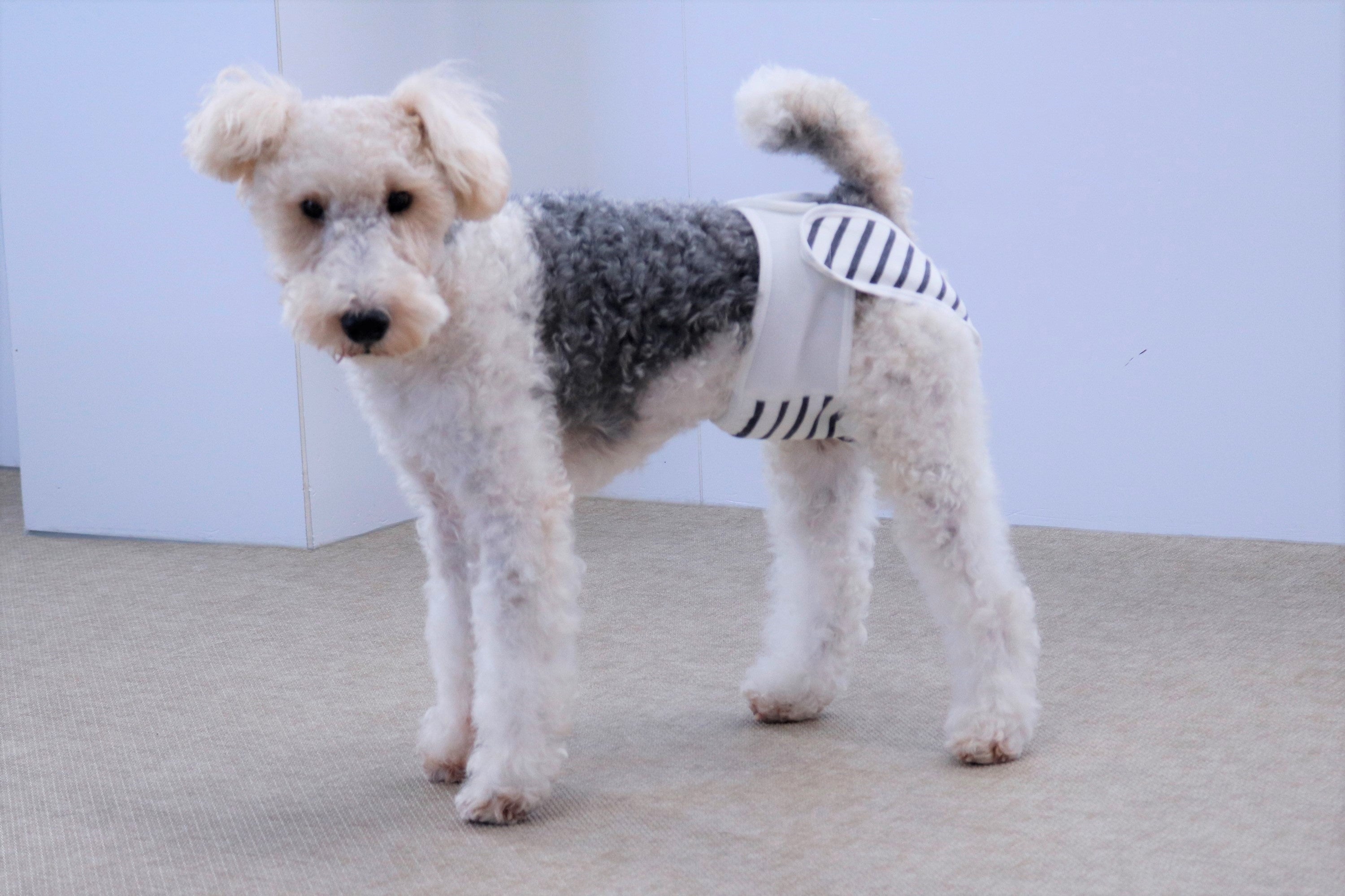 着用イメージ（ワイアーフォックステリア）