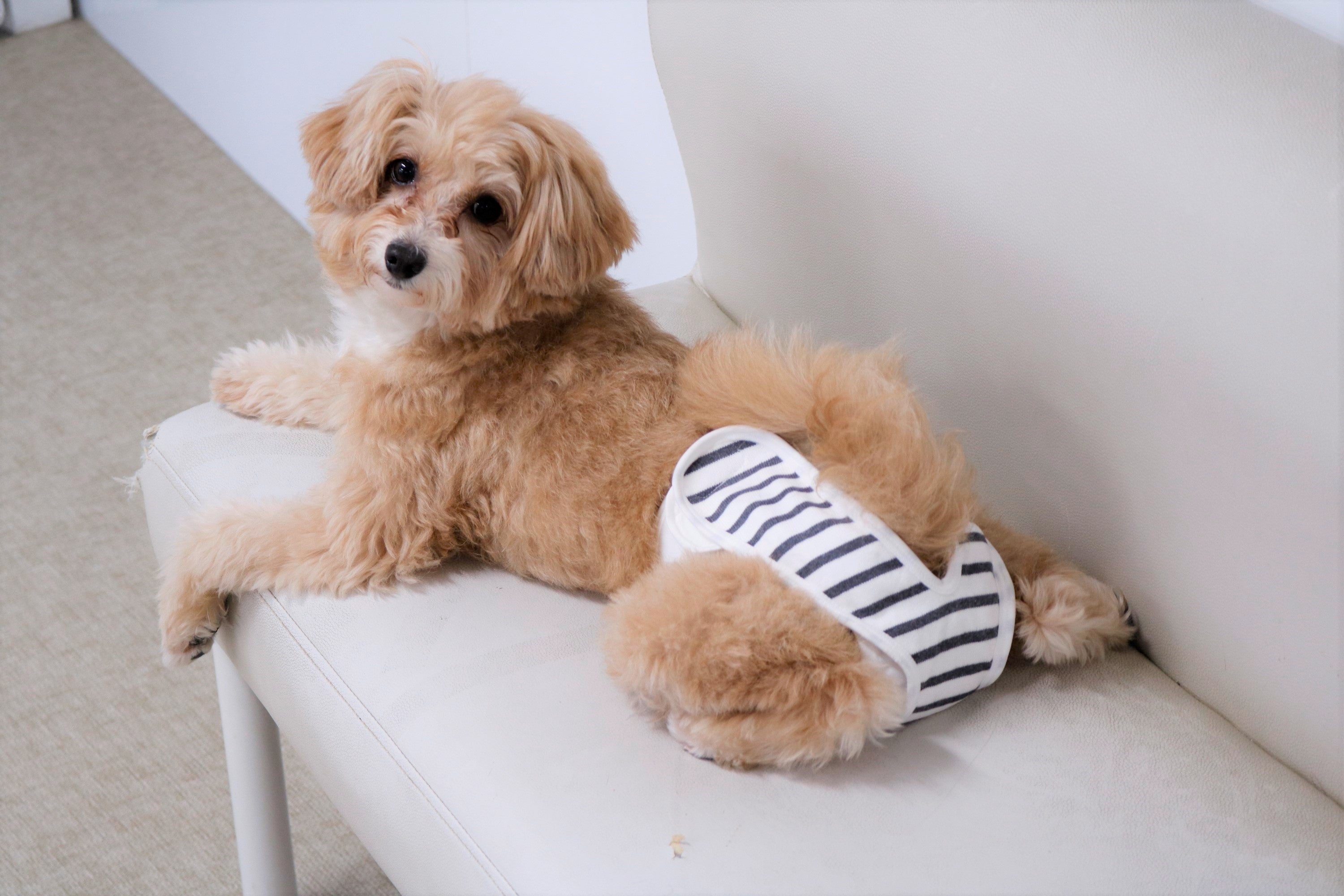 着用イメージ（MIX〈ポメラニアン×プードル〉）