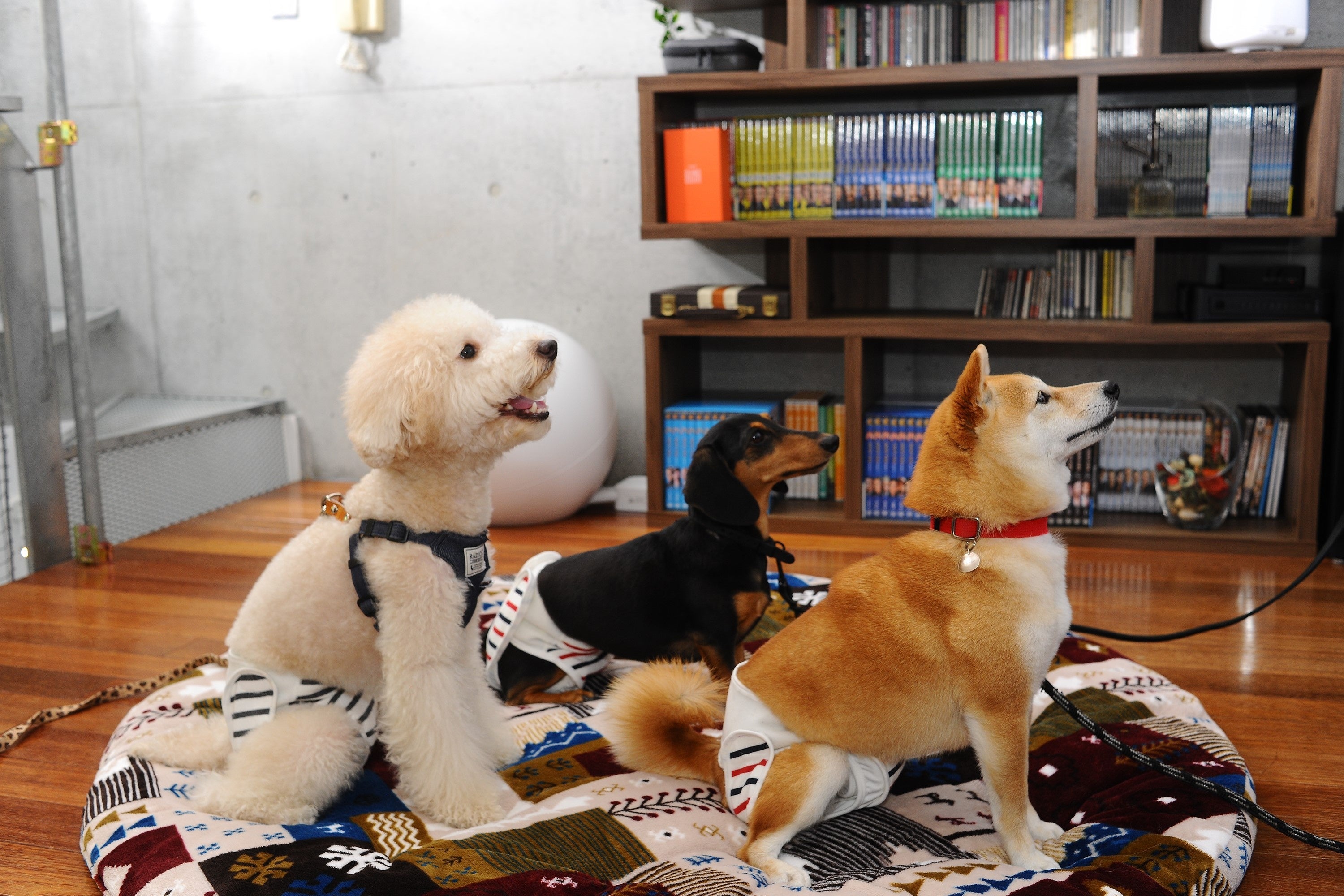 着用イメージ（左からMIX〈マルチーズ×プードル〉、ミニチュアダックスフンド、豆柴）※すべて同じサイズを着用