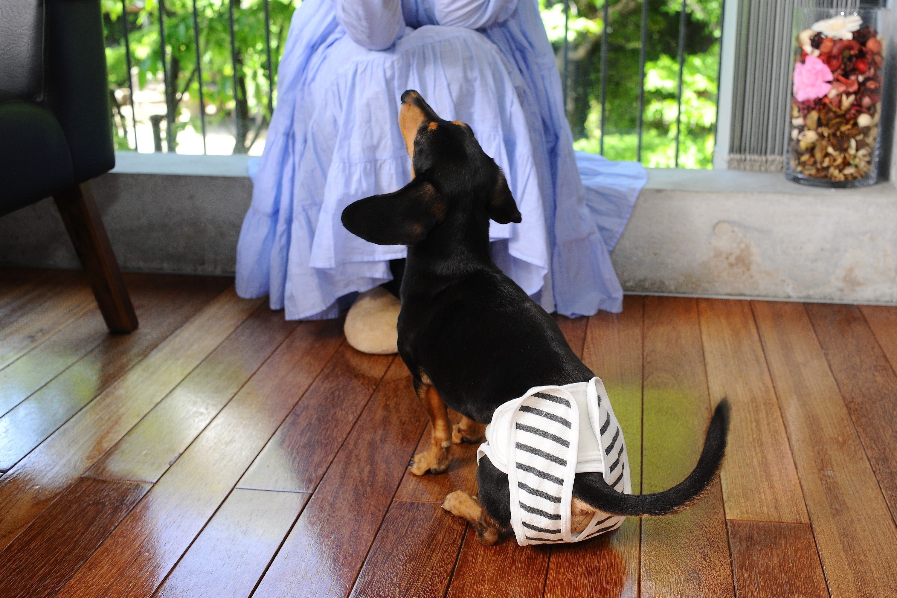 着用イメージ（ミニチュアダックスフンド）