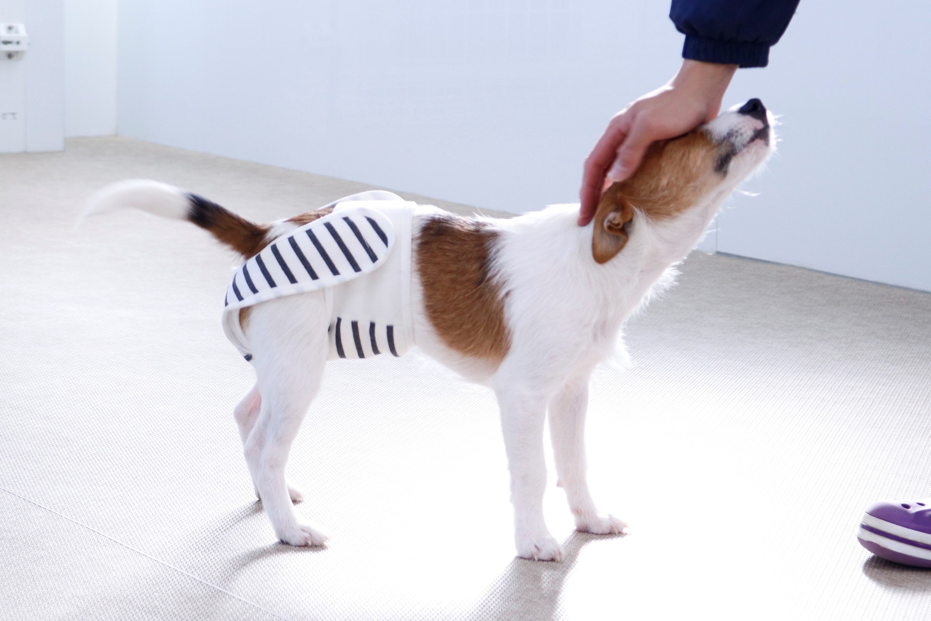 着用イメージ（ジャックラッセルテリア）