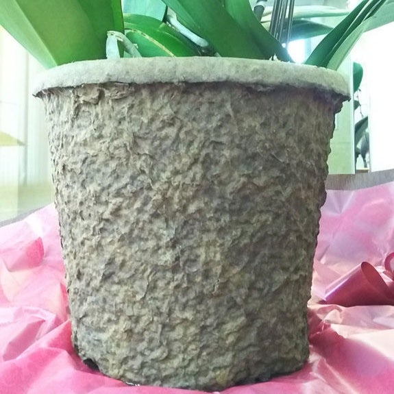 色変わり胡蝶蘭 鉢ごと発送 胡蝶蘭 鉢ごと発送 色変わり胡蝶蘭 鉢ごと発送