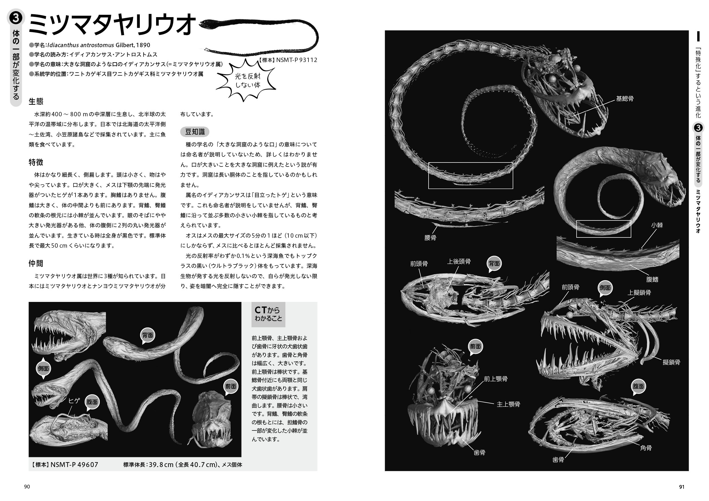 ▲ミツマタヤリウオ