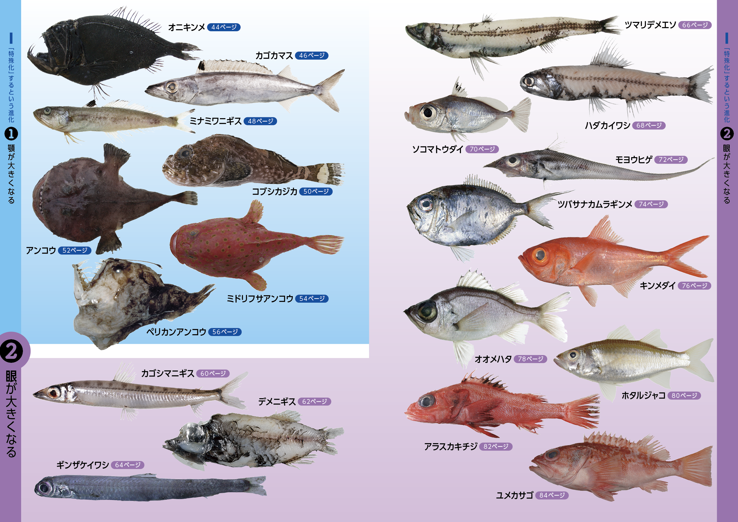 魚類標本 Amazon.co.jp: ガラス魚標本モデル-海洋生物埋め込み標本魚標本教育