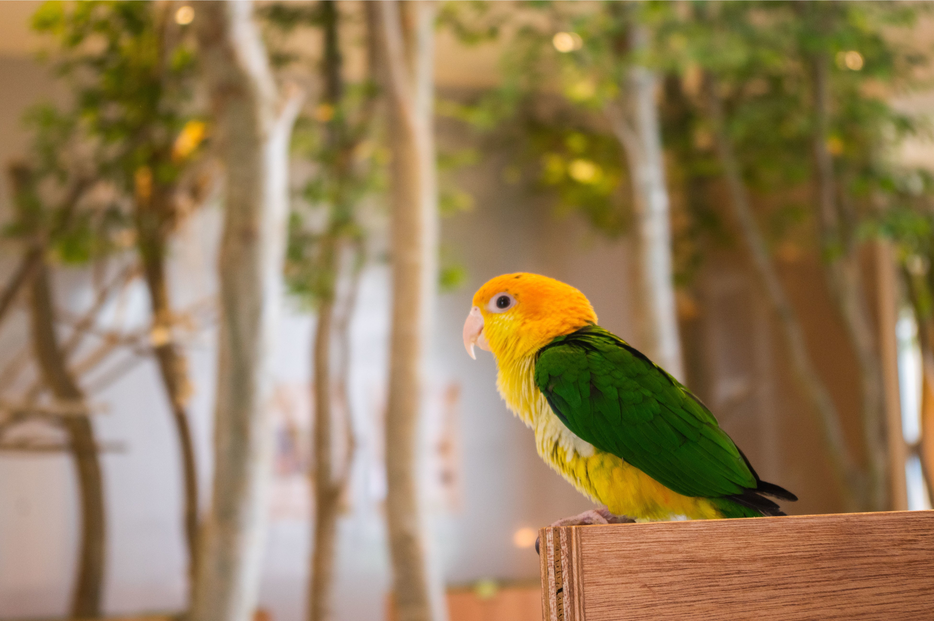 屋内ながら緑あふれる空間