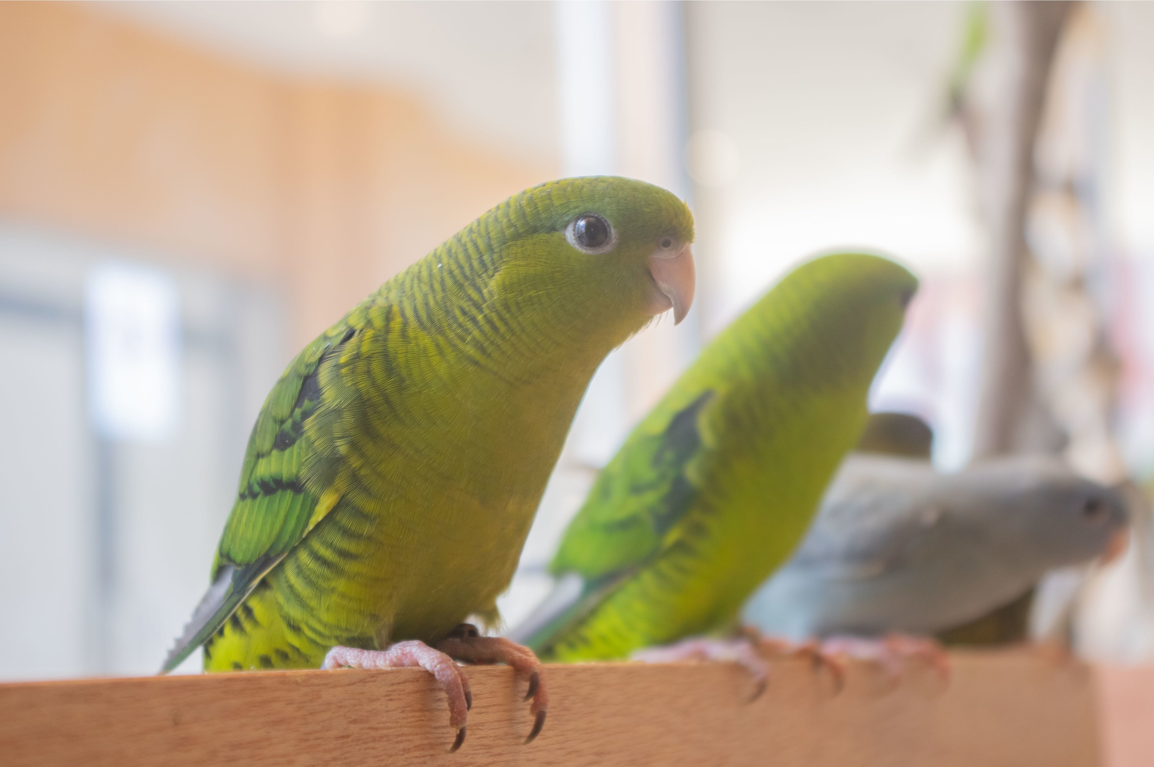 カラフルなインコたちがお出迎え