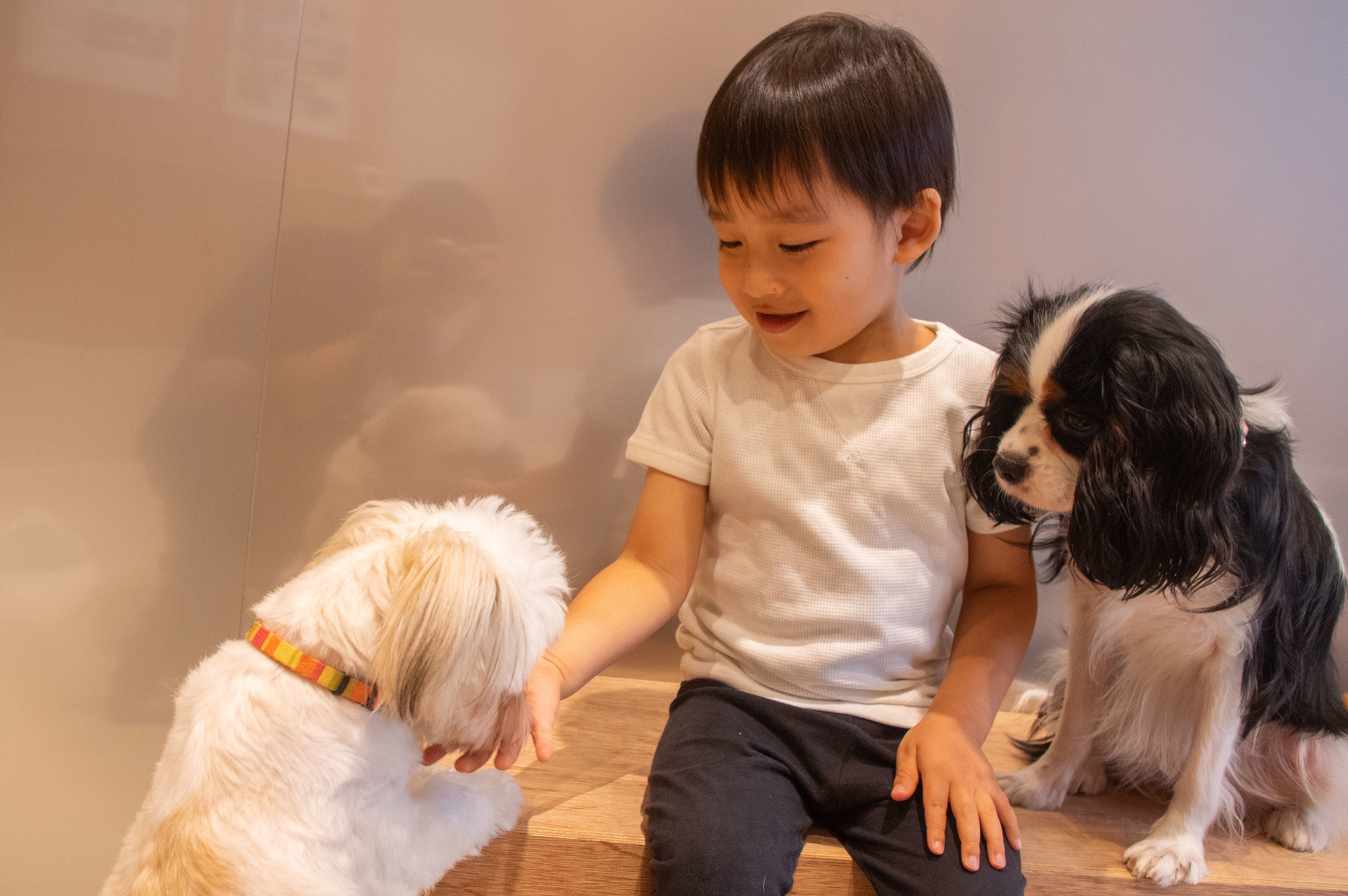 ららぽーと立川立飛に小動物カフェ Moff Animal Cafe ららぽーと立川立飛店 が6月10日 金 にオープン 株式会社moffのプレスリリース