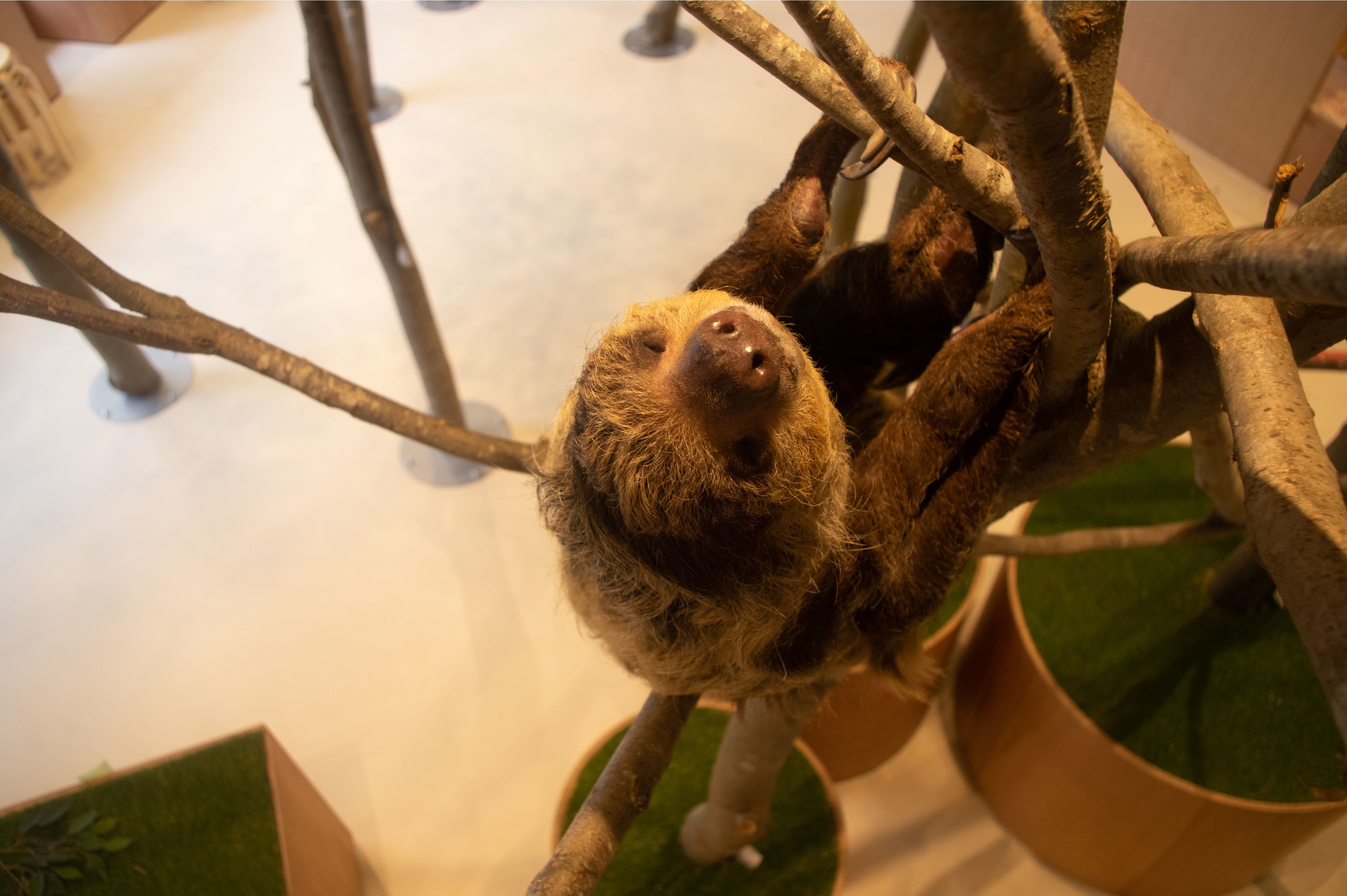 ナマケモノが間近に！