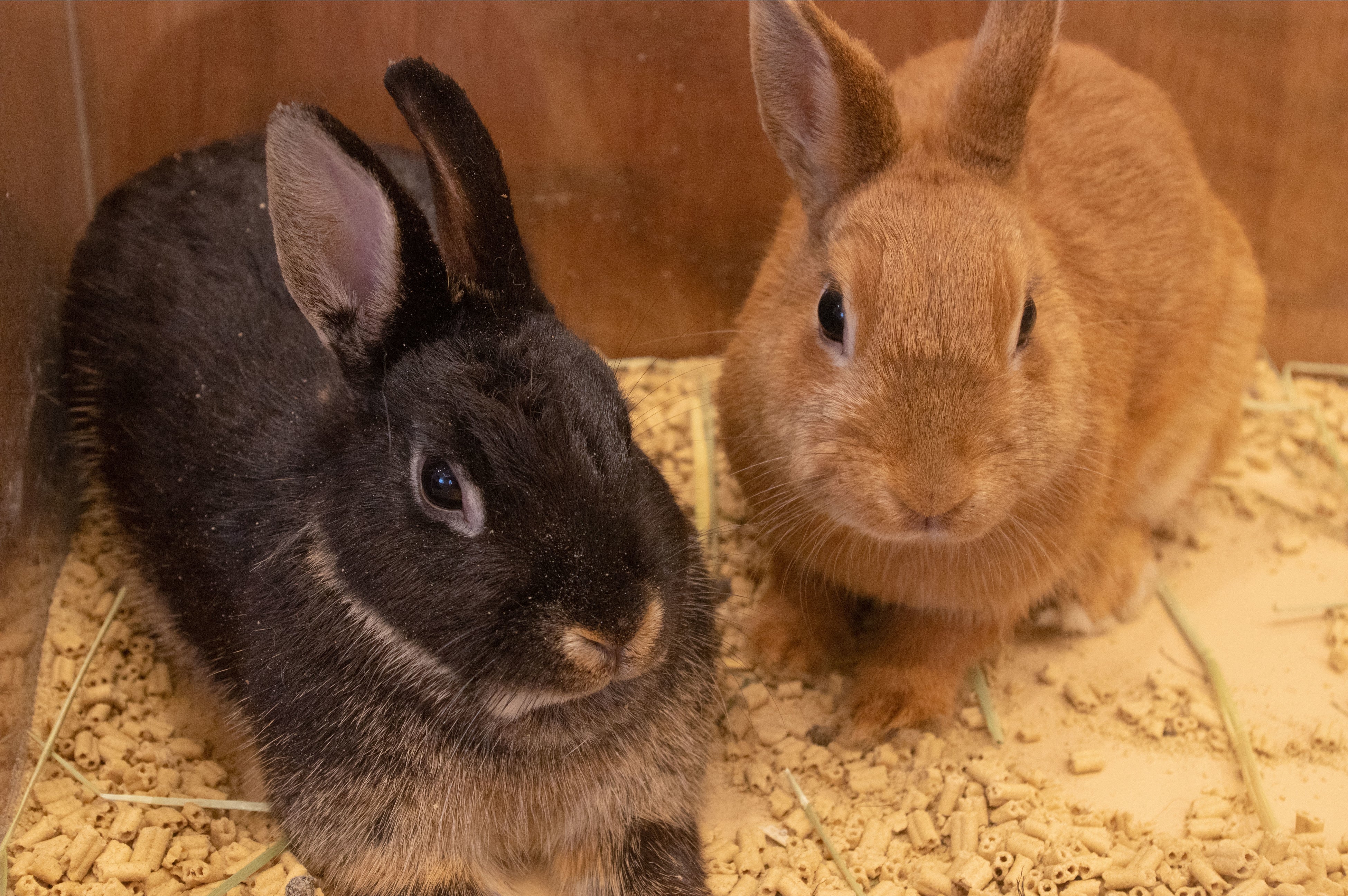 ウサギやモルモットも