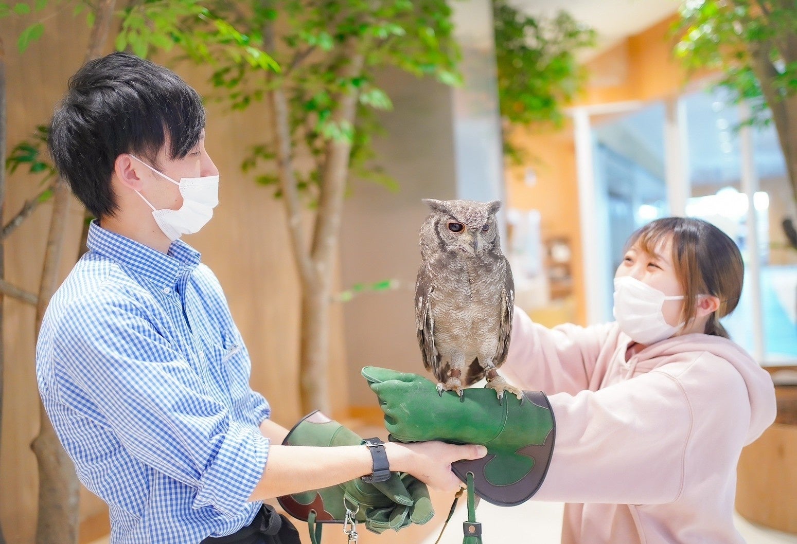 フクロウの手乗せ体験