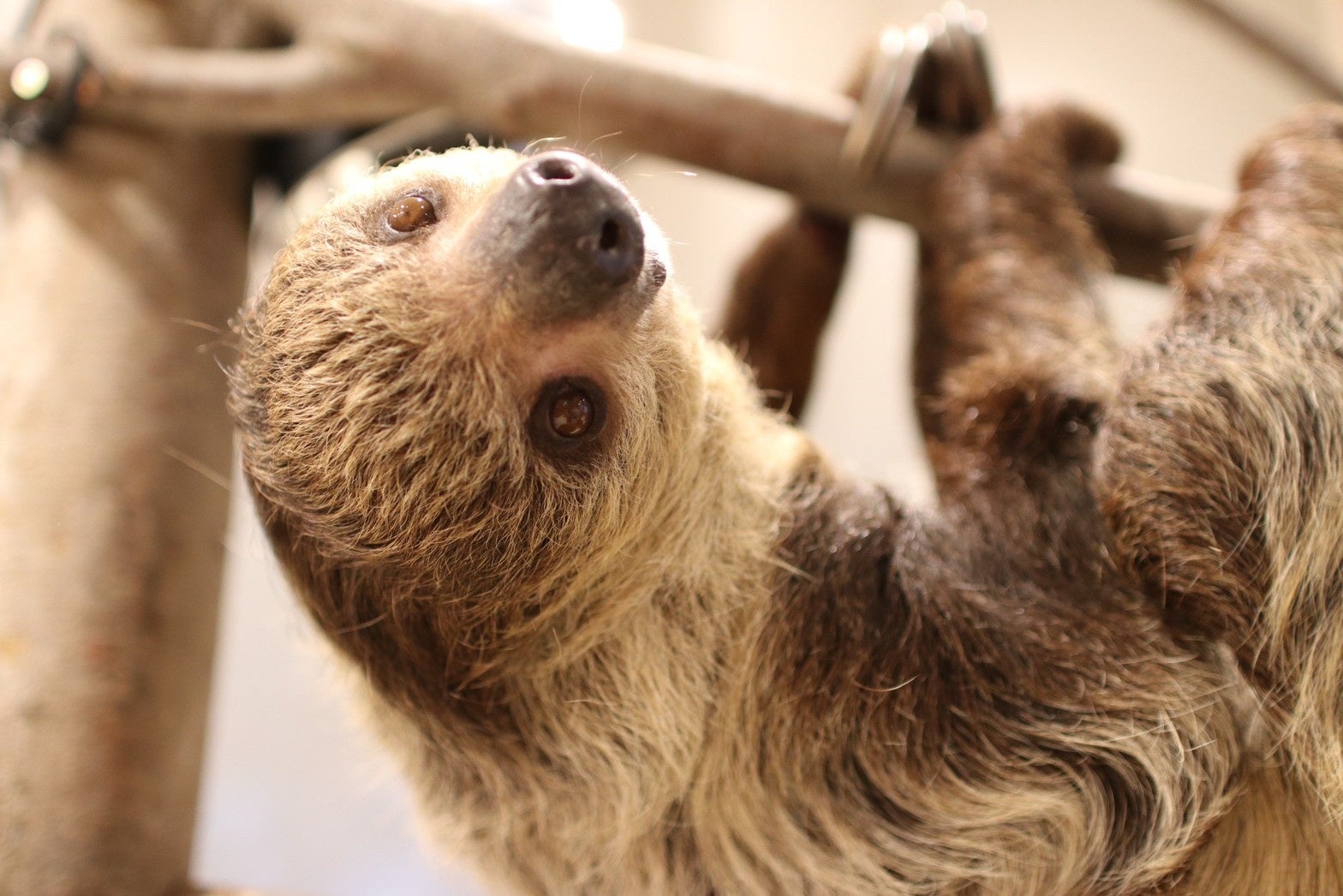ナマケモノに大接近！