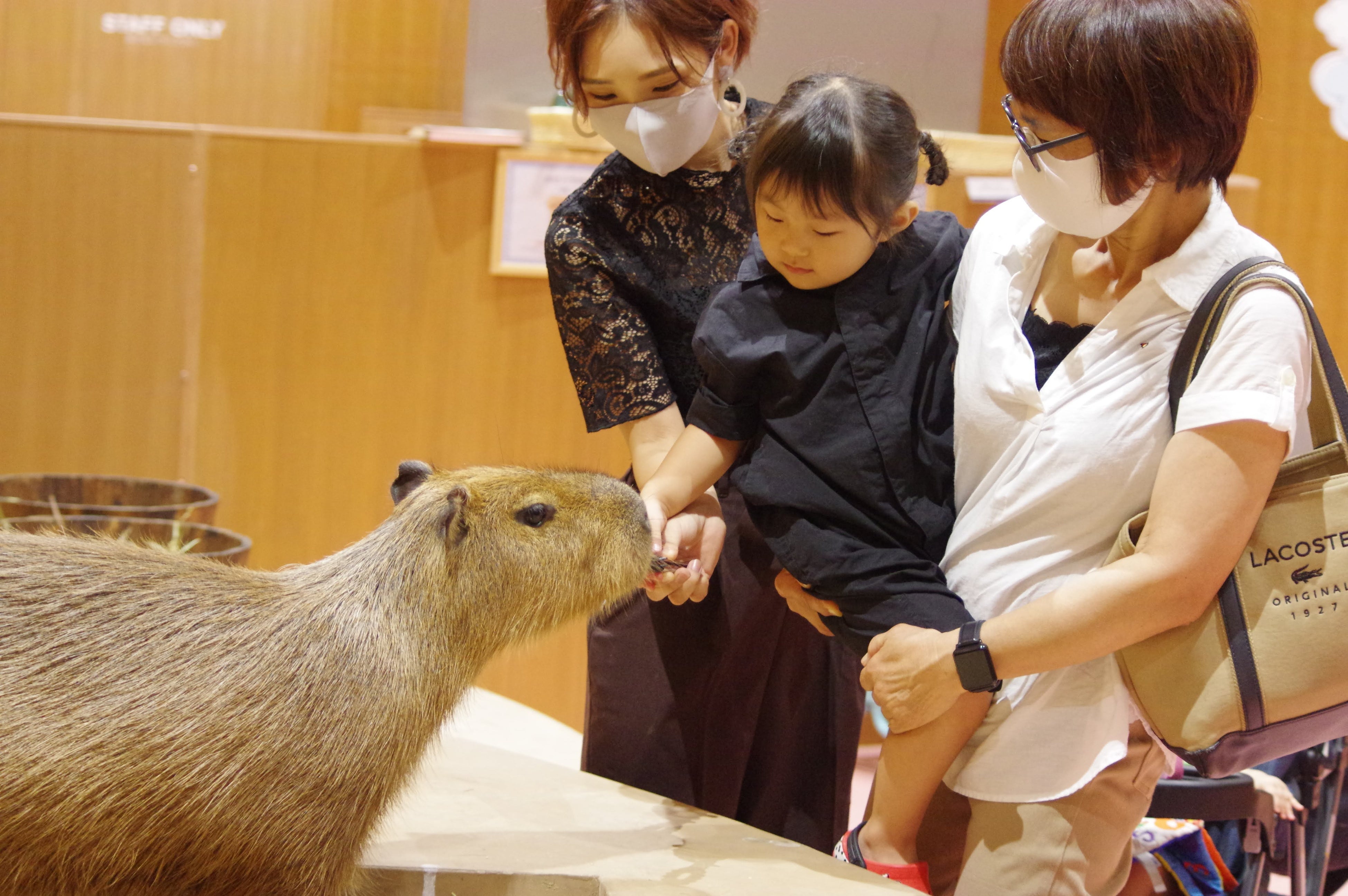 カピバラにおやつをあげてみよう