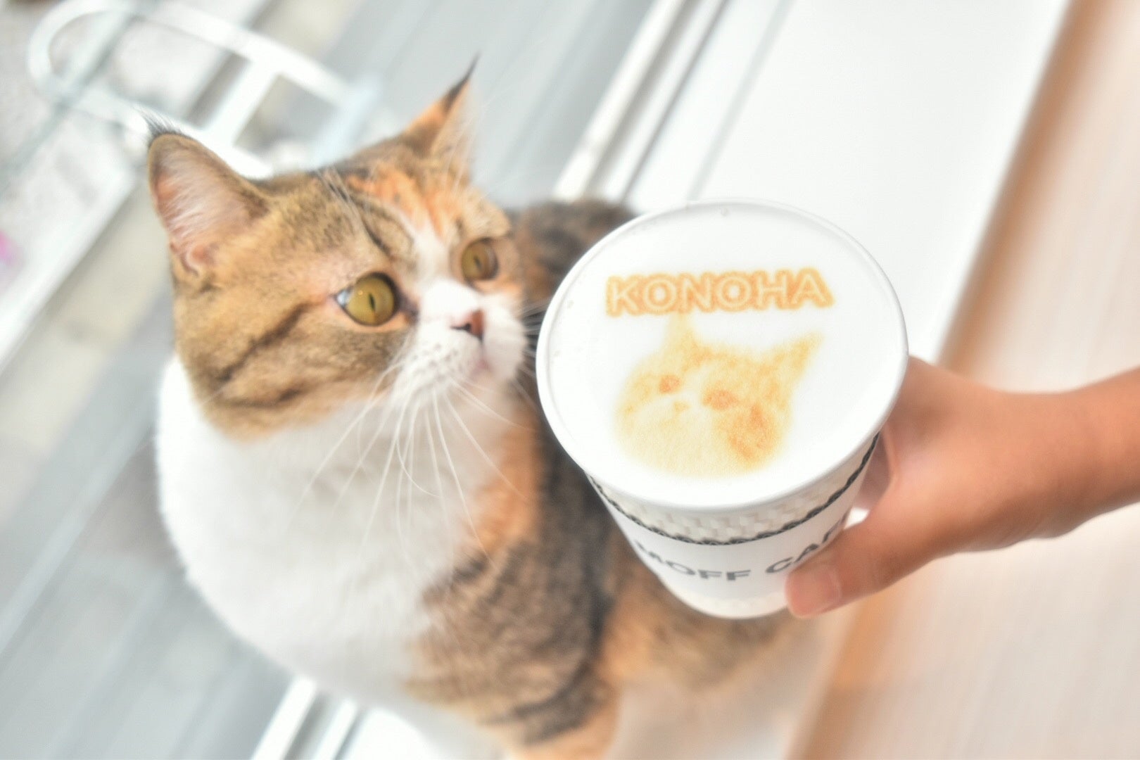 実際に店内にいる猫たちのラテアート