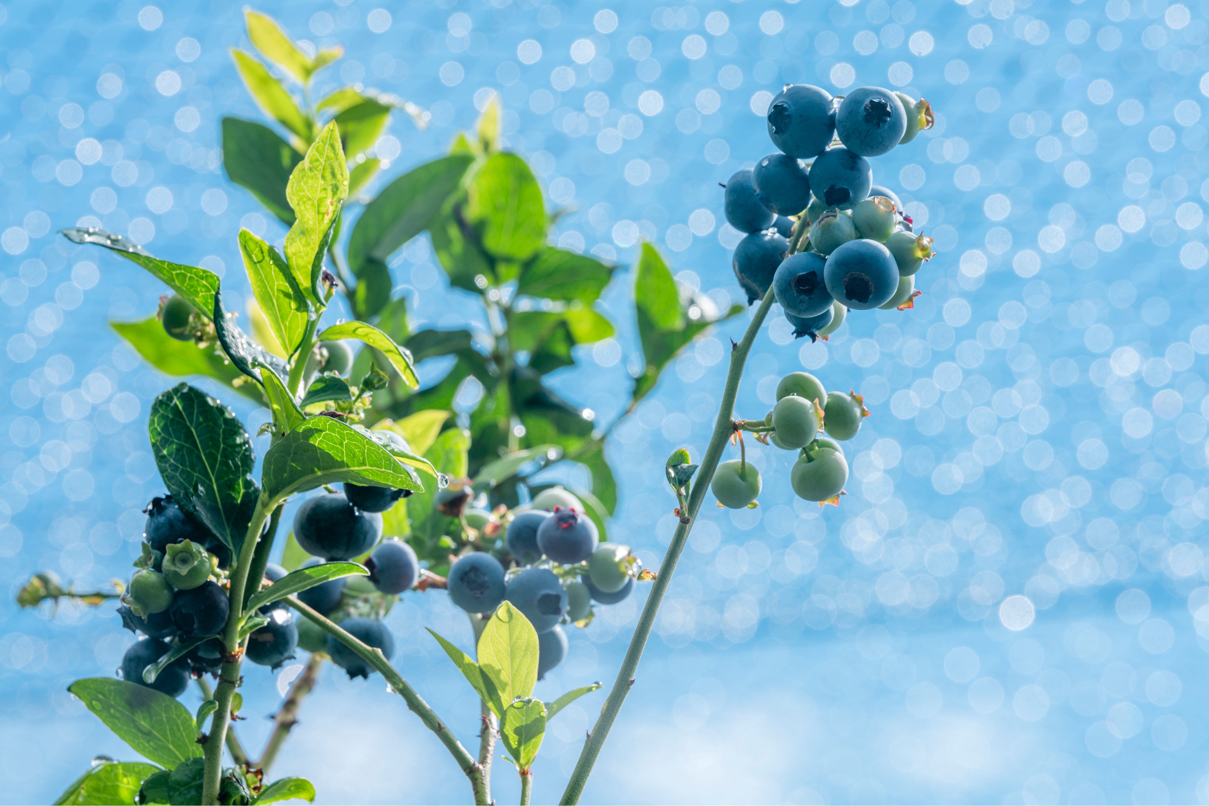 こだわりのブルーベリー栽培