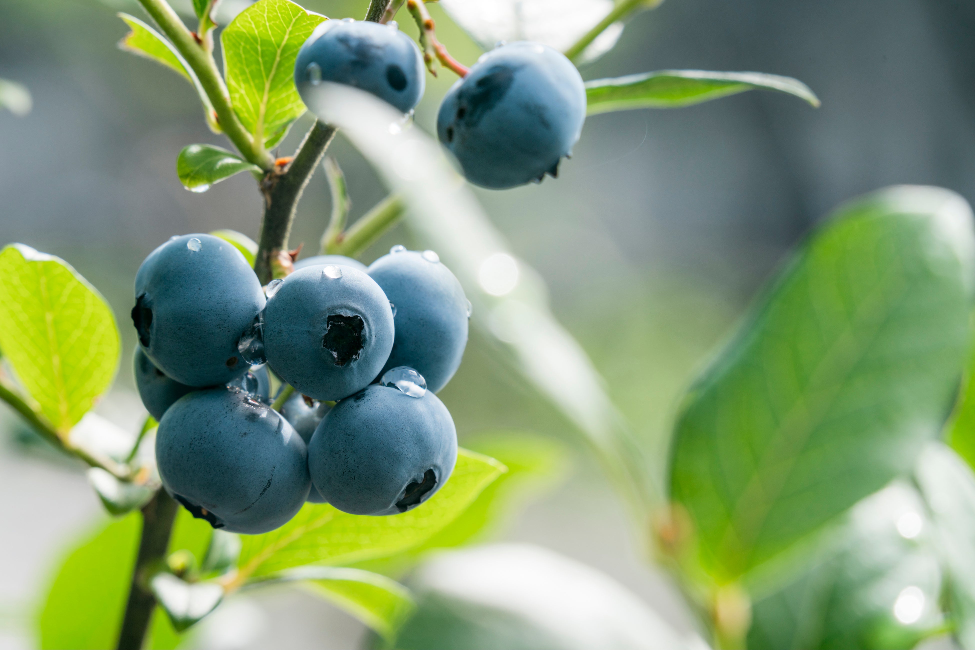 農園主厳選のブルーベリー