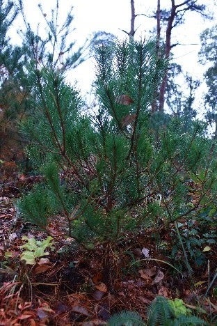 2020年1月に植樹したアカマツ林