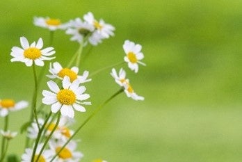 ローマカミツレ花エキス