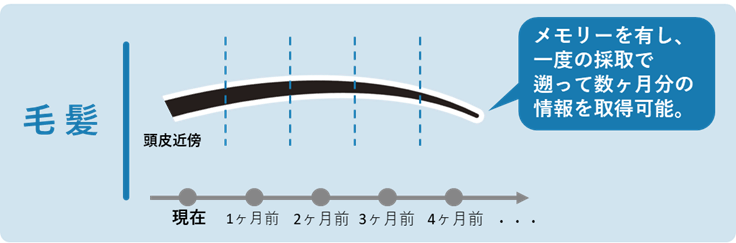 図：「メモリー組織」としての毛髪