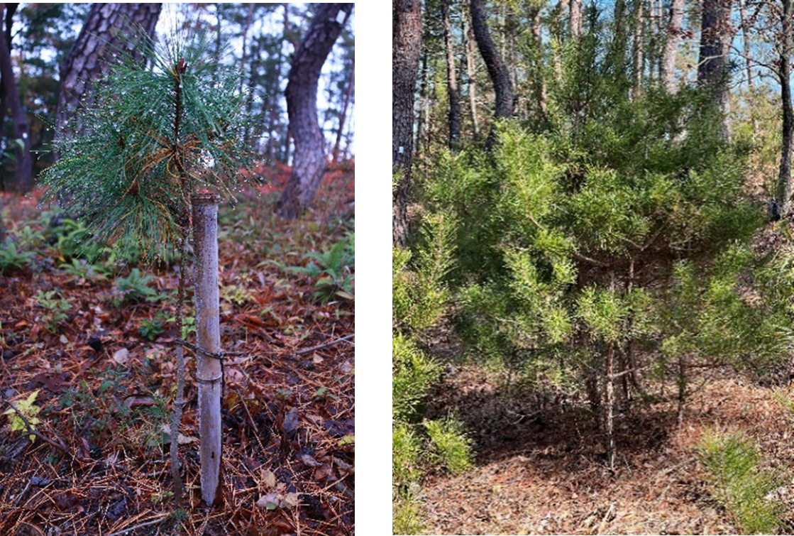 アカマツの木 ～成長の記録～ 2021年植樹（左）と2024年現在（右）