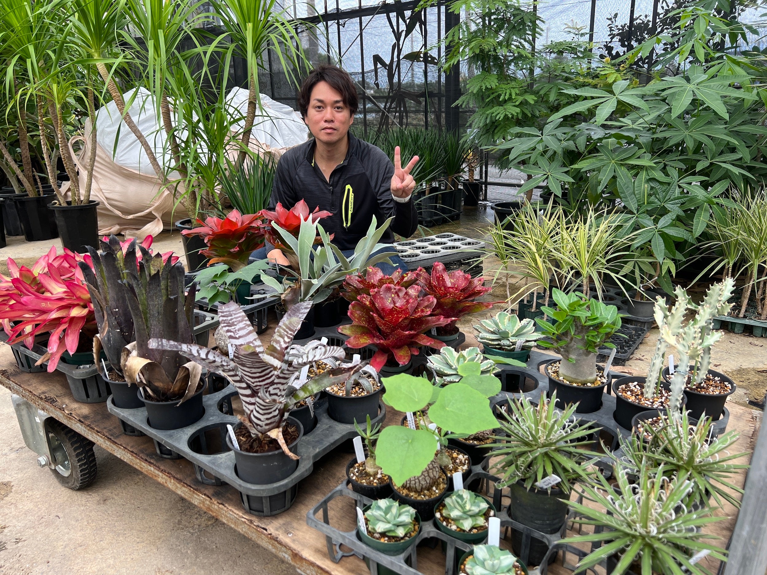 観葉植物を生産する福樹園さん　沖縄県