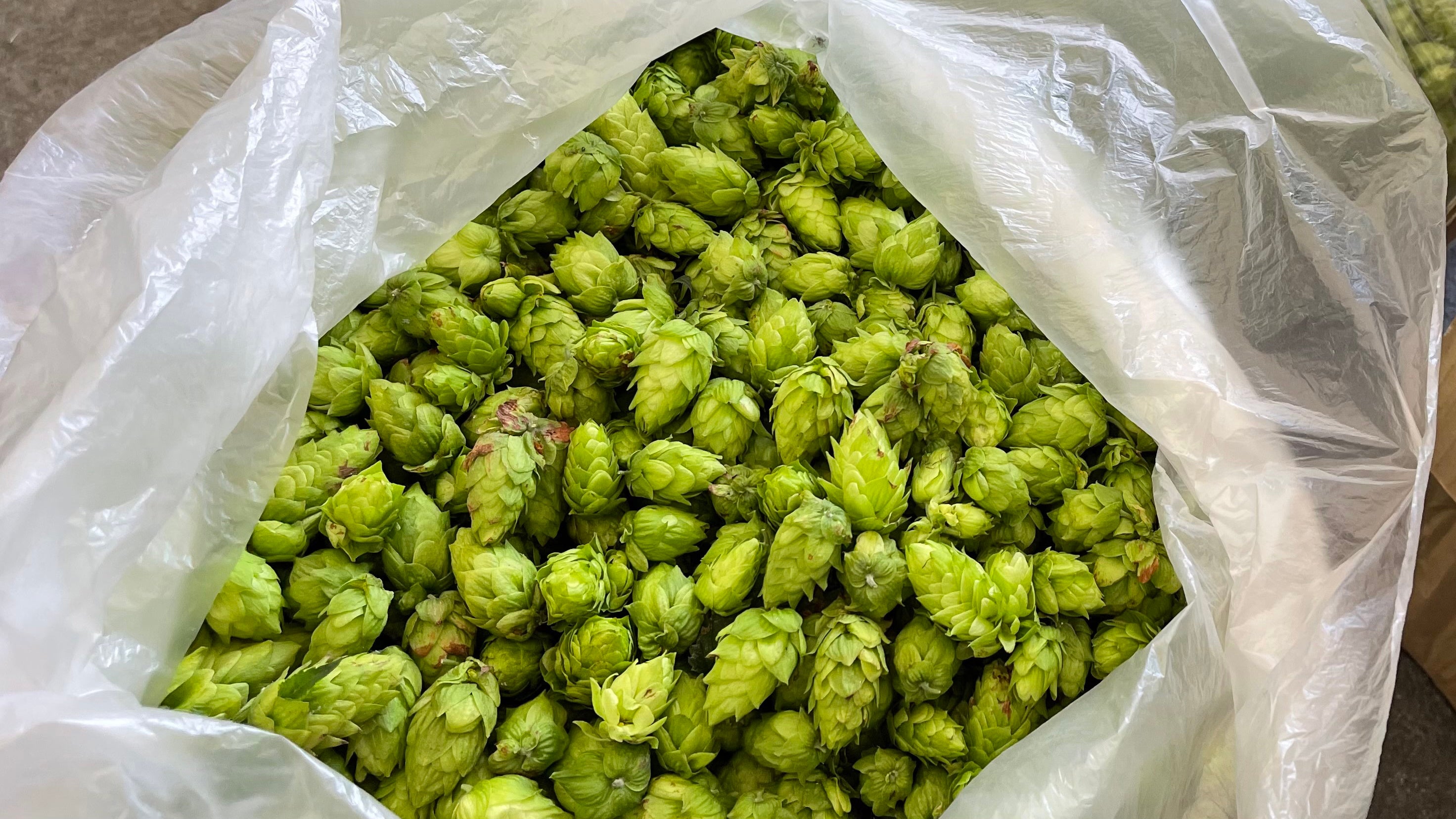 数量限定 みずみずしいホップの香りが際立つ 常陸野ネストビール フレッシュホップス22 9月10日発売 木内酒造株式会社のプレスリリース