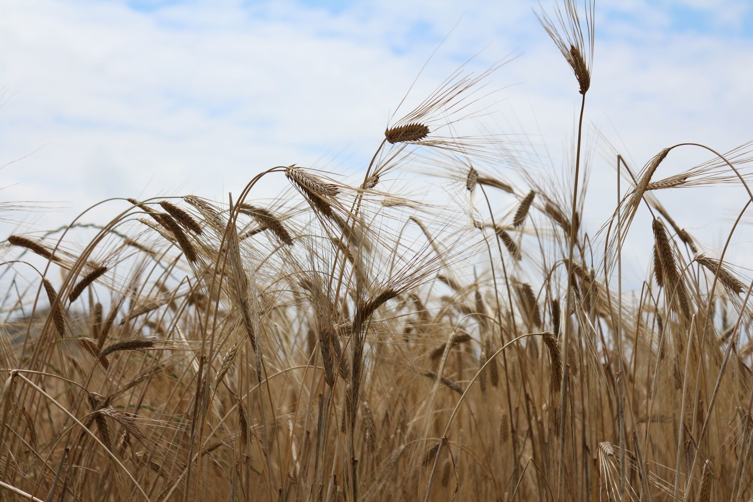 国産原料にこだわった常陸野ネストビール「ニッポニア」がフル