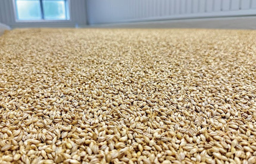 石岡の蔵の製麦工場におけるフロアモルティングの様子