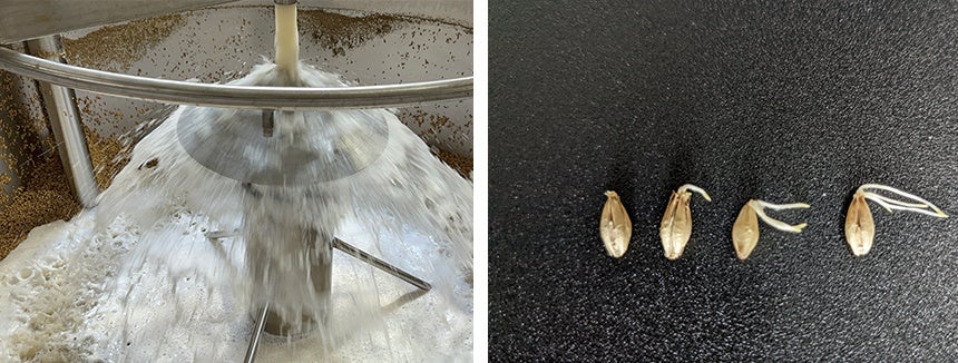 製麦工場における麦の浸水工程と、発芽の様子