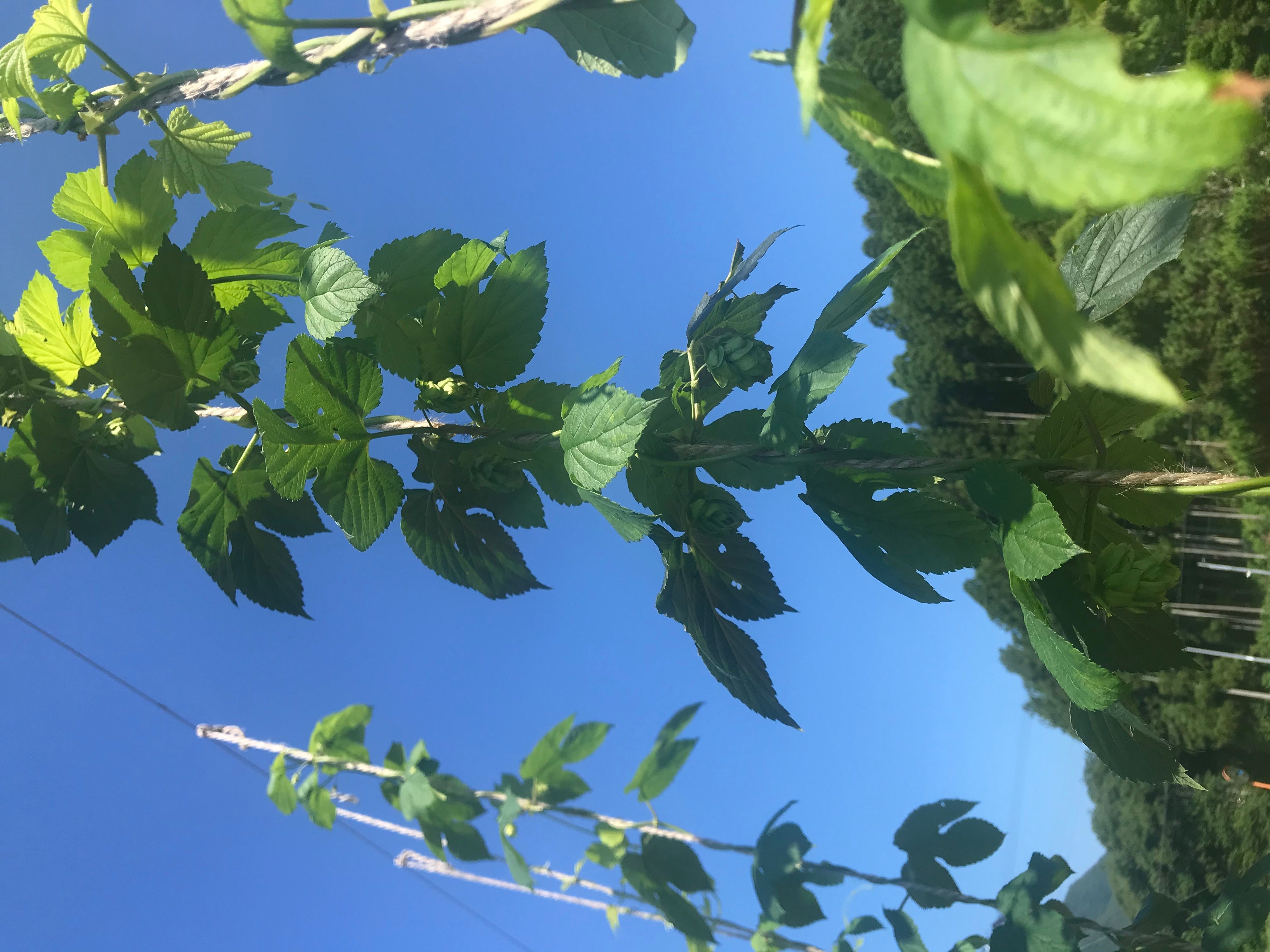 自分たちで栽培しているホップ