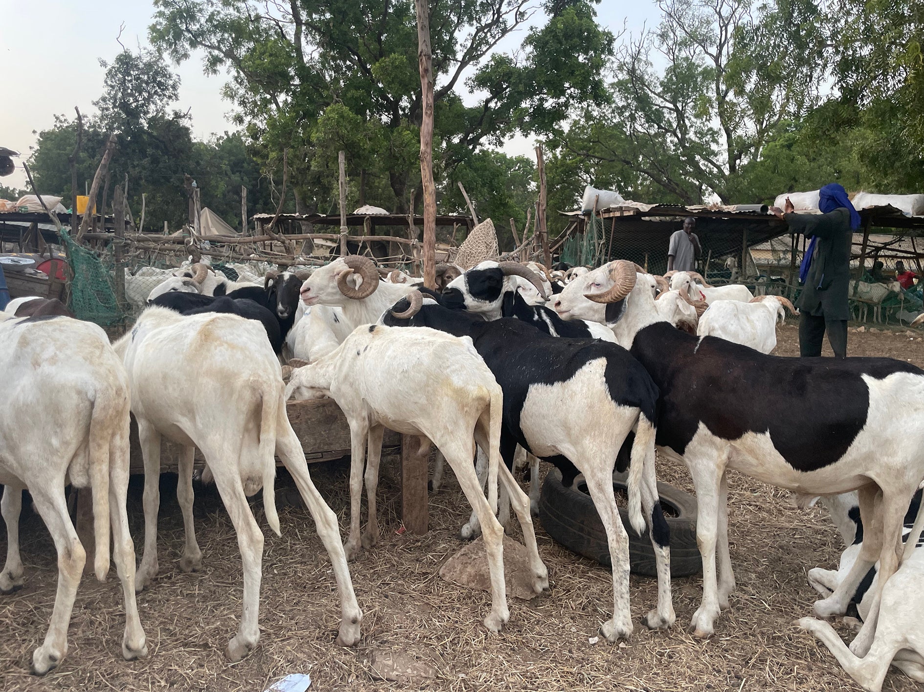 夕食に食べる羊を選ぶことができる