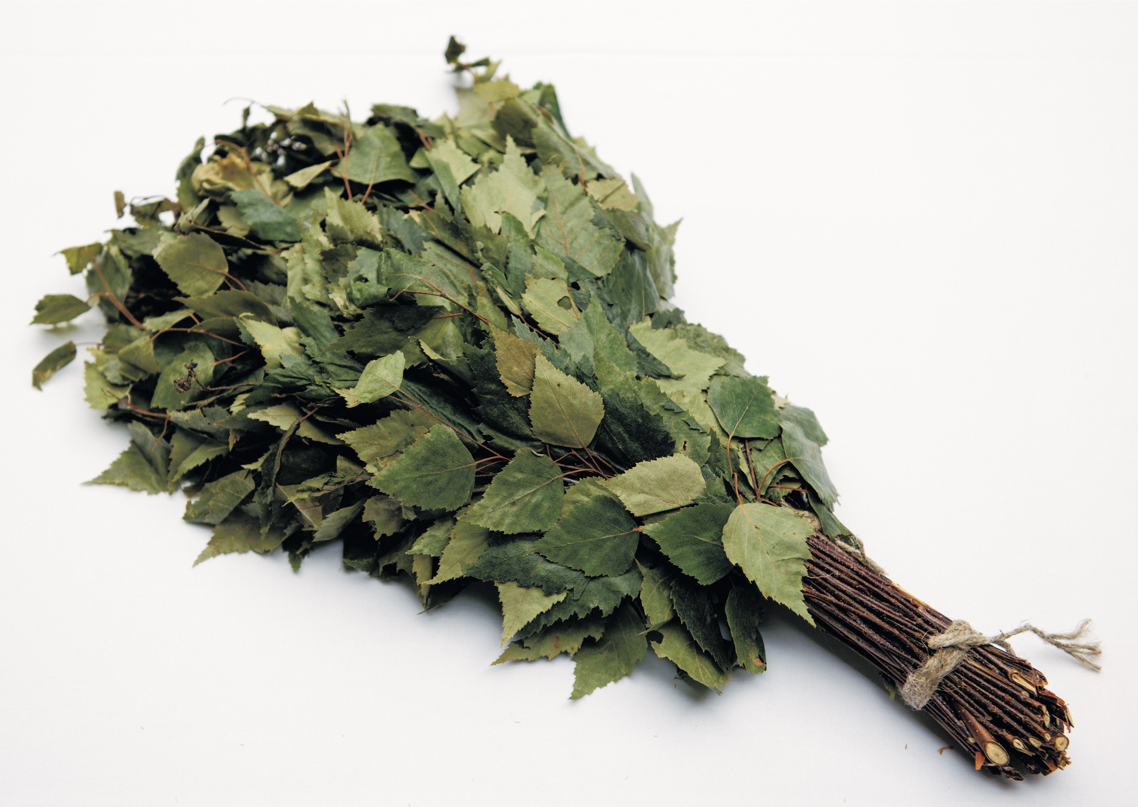 白樺のウィスク。撮影・池田晶紀／『はじめてのウィスキング』（リトルモア刊）より