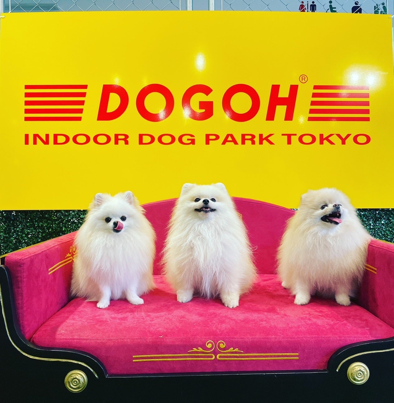 人工芝で愛犬と遊ぼう 1月11日はワンワンワンの日特別価格！東京