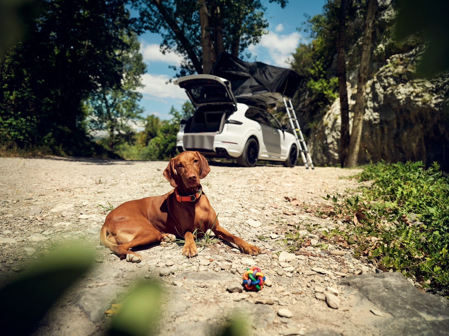 愛犬と楽しむ車_ポルシェセンター青山