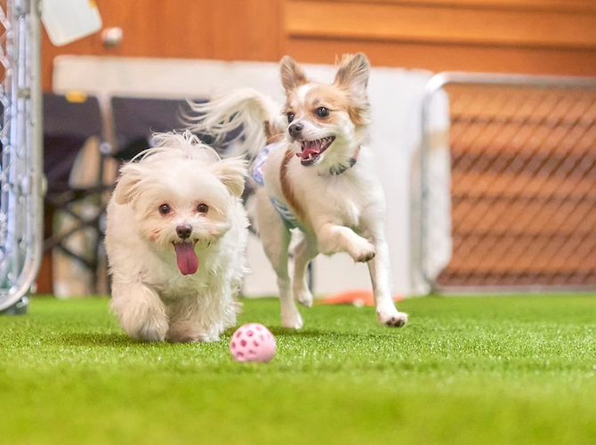 真夏でも涼しい環境でワンちゃんが思いっきり遊べるドゴードッグパーク