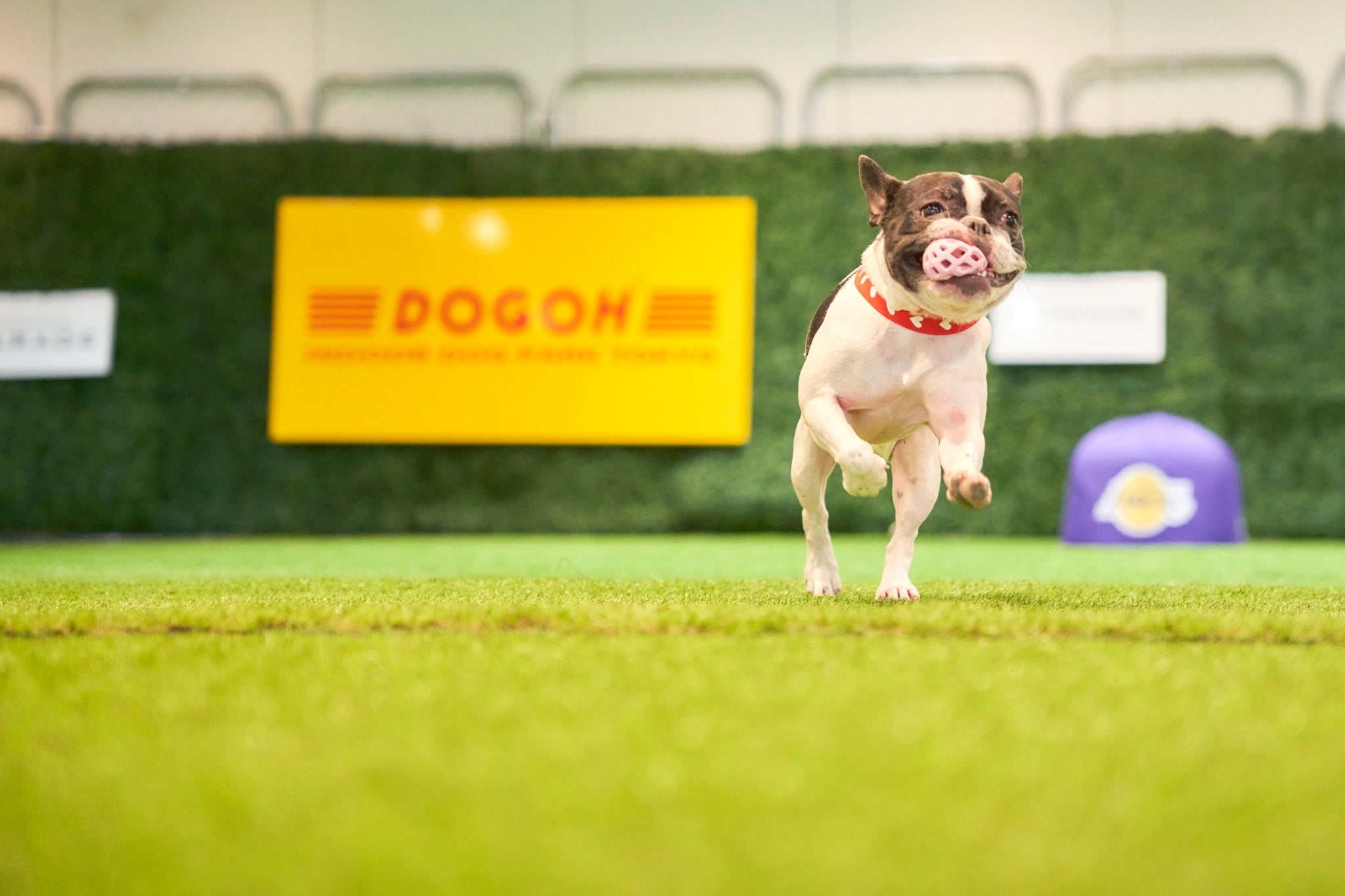 真夏でも涼しい室内でノーリードで愛犬が遊べるDOGOH DOGPARK