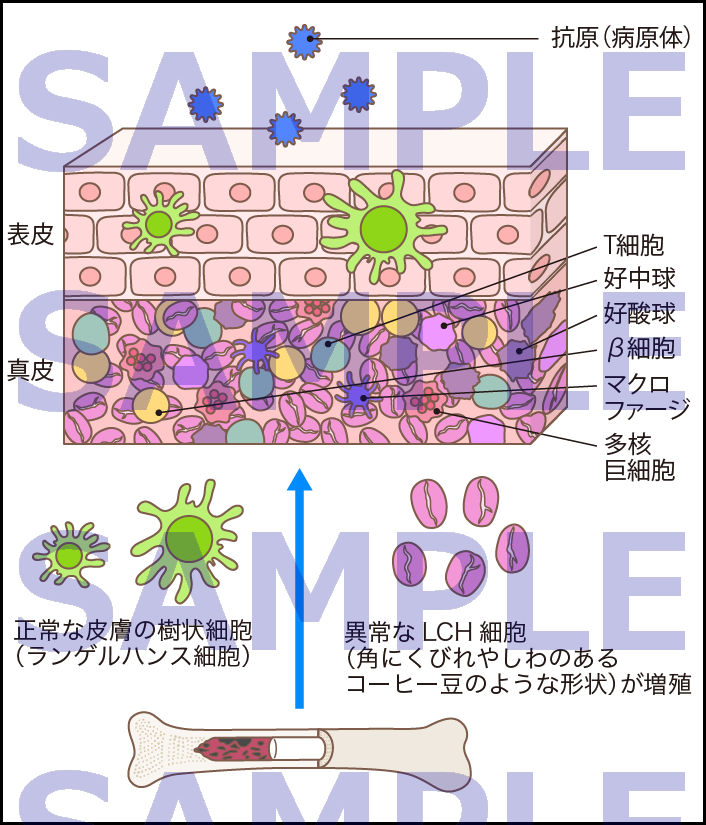 皮膚を極める！的確な鑑別と伝わるカルテの記入法　裁断済　獣医　本 103228-14-