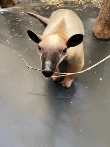 ミナミコアリクイ