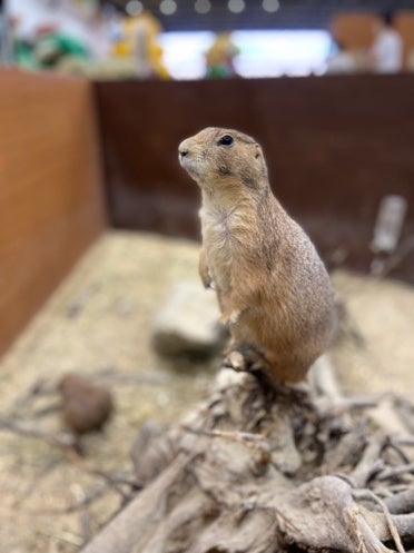 プレーリードッグ