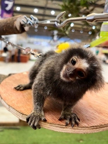 コモンマーモセット