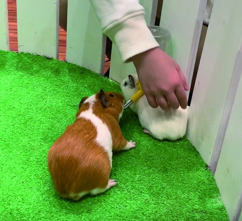 ハムスターふれあい