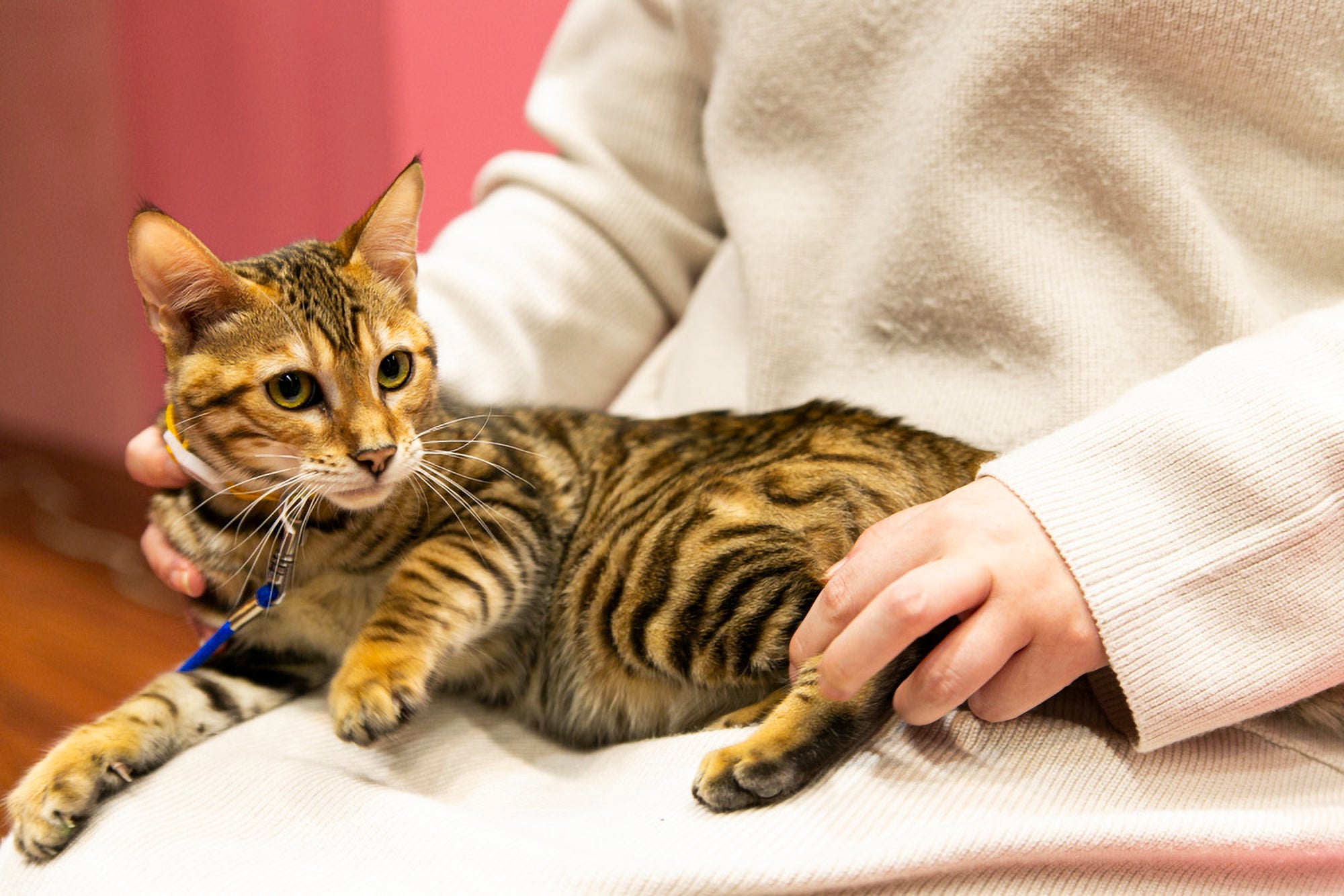 トイガー抱っこ