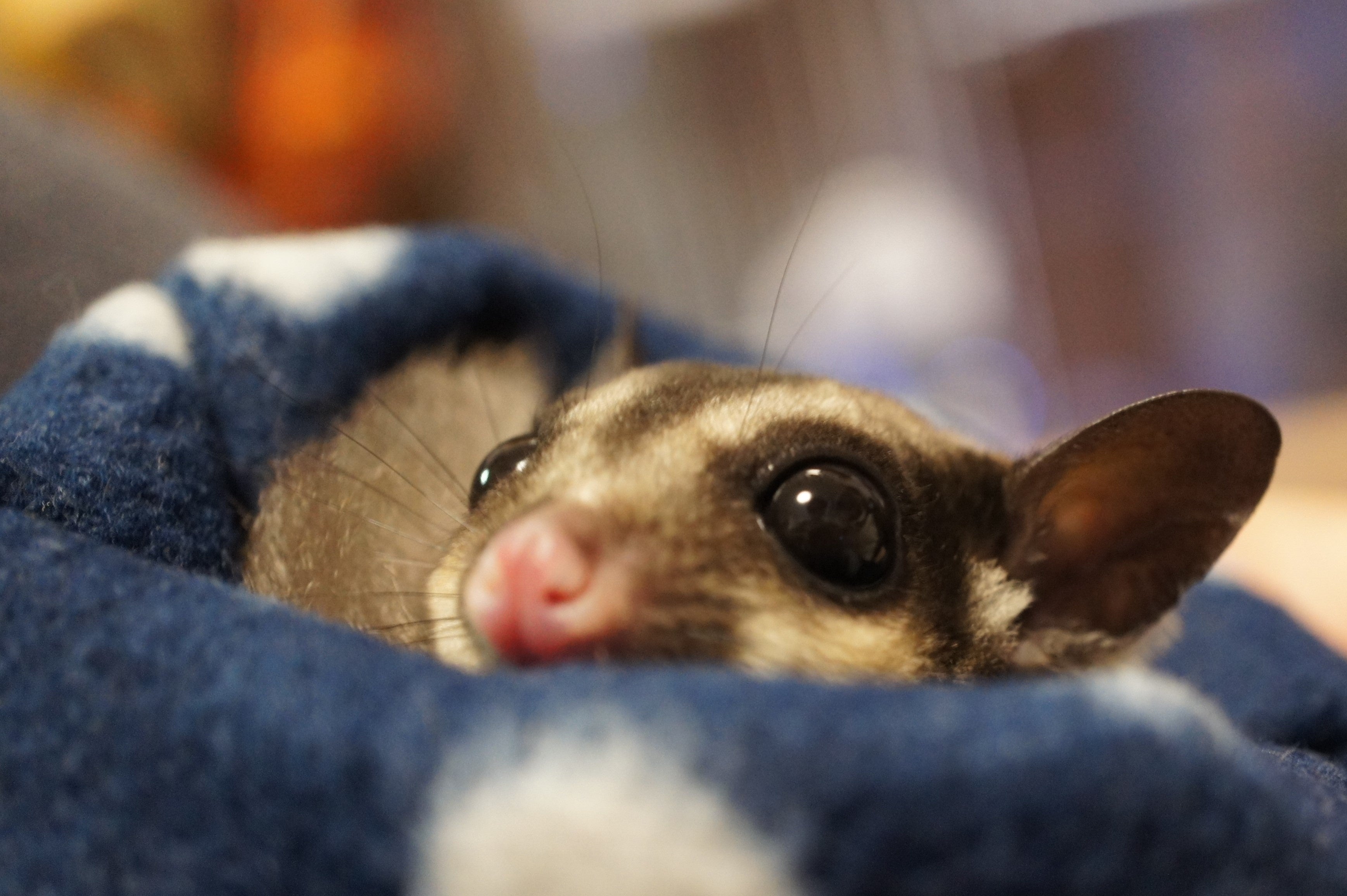 フクロモモンガのミミ店長