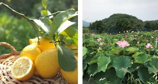 JOP(R)_レモンおよび蓮の花