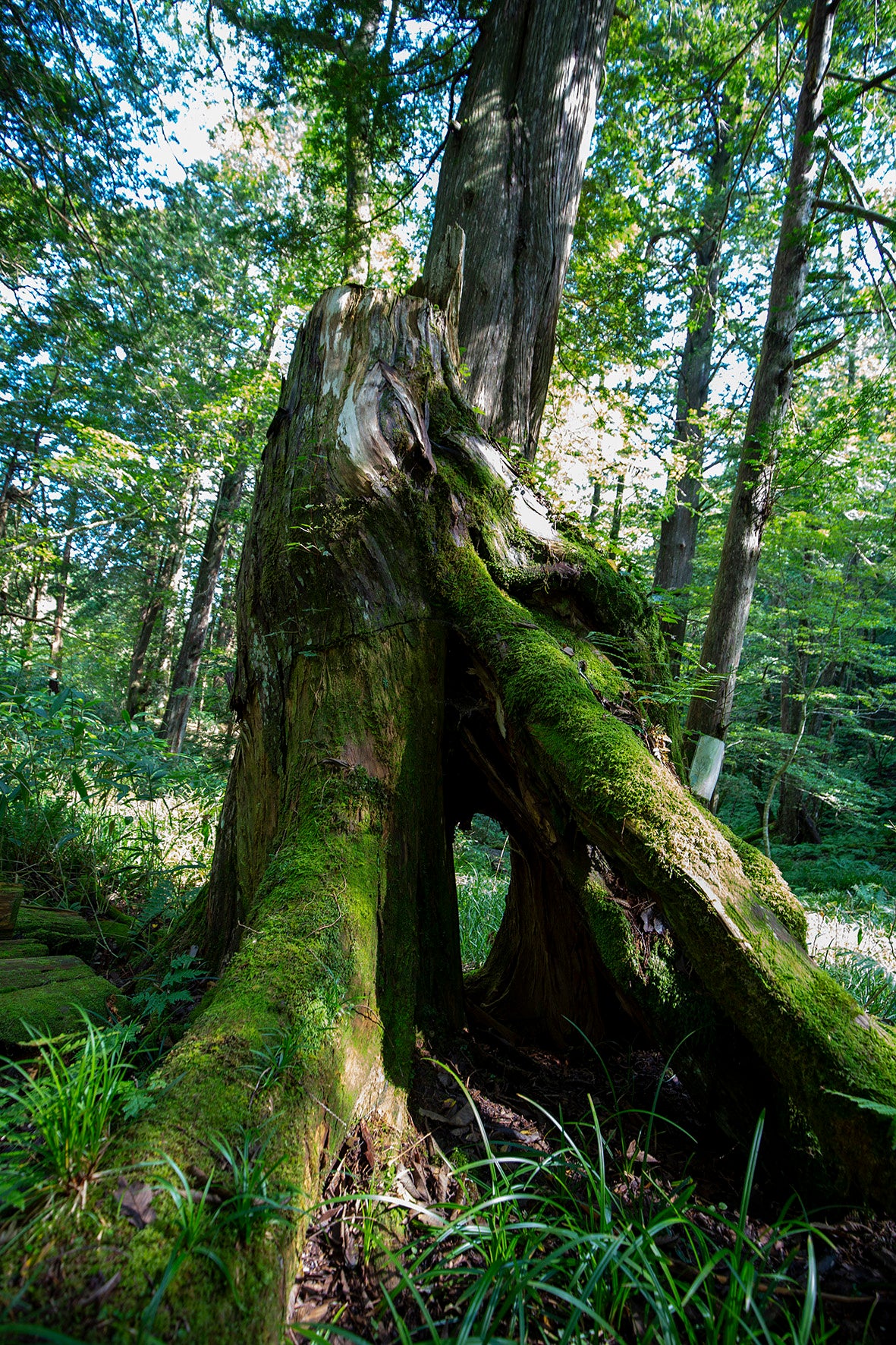 樹齢2000年のイチイの原生林