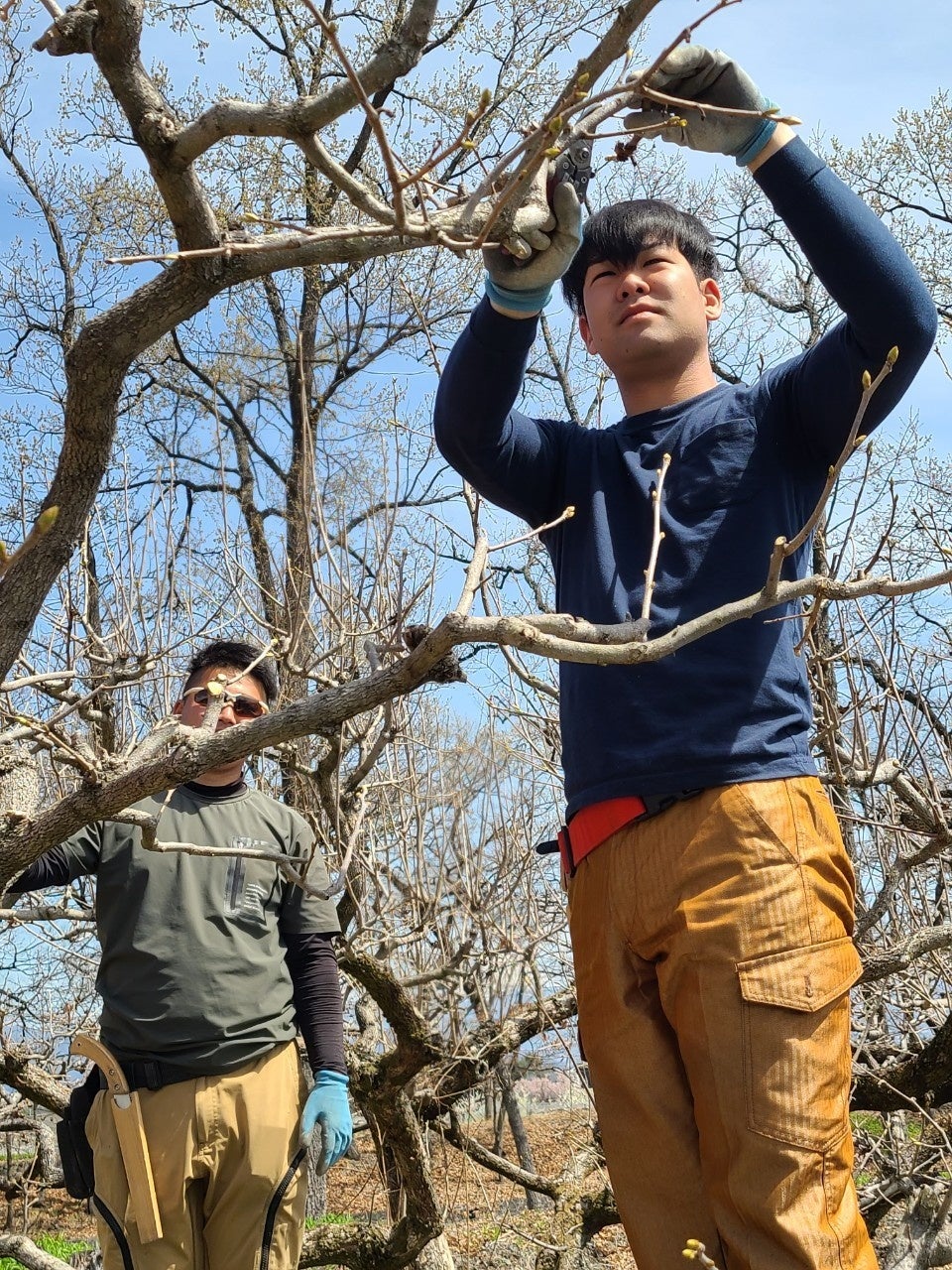 寒い冬から手塩に掛けて育てる桃